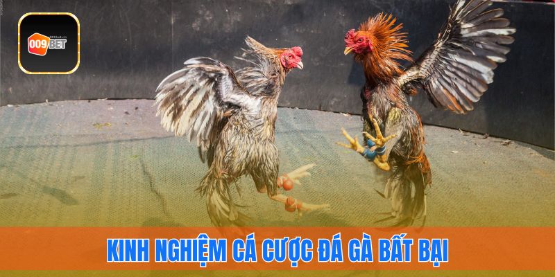 Kinh nghiệm cá cược đá gà bất bại