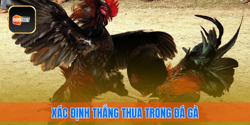 Những trường hợp để xác định thắng thua trong đá gà